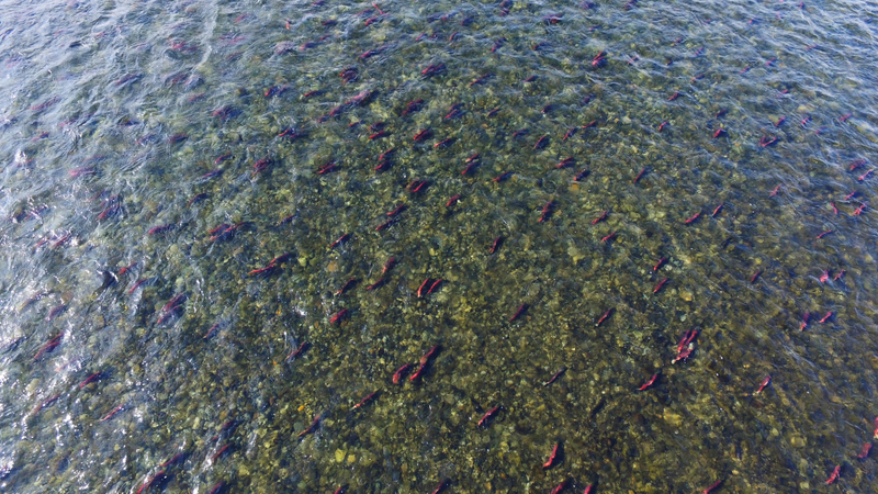 In the Agulukpak River, off of Lake Nerka, Schindler estimated that there were half a million salmon waiting to spawn. Photo credit: Duncan Sullivan
